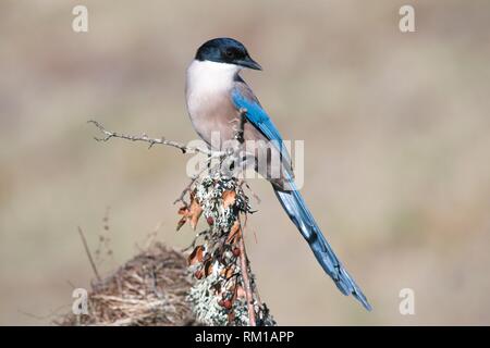 Asia de cuello azul (Cyanopica cyanus), fotografiado en el valle del Tiétar, Toledo. Asia de cuello azul (Cyanopica cyanus), fotografiado en el valle del Tiétar, Toledo.