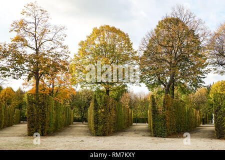 Forma recortada y arbustos en los jardines del Palacio de Schönbrunn en Viena, Austria. Foto de stock