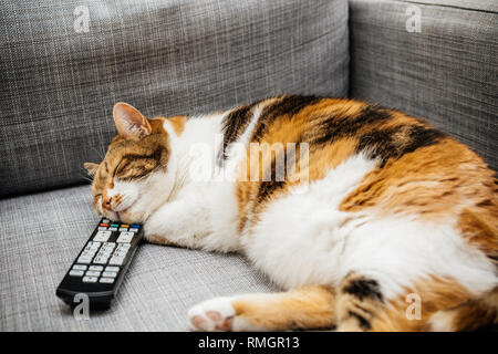 Hermoso gato sueños mientras dormía con sus cabezas en un tv dvd control remoto en un sofá Fotografía de stock - Alamy