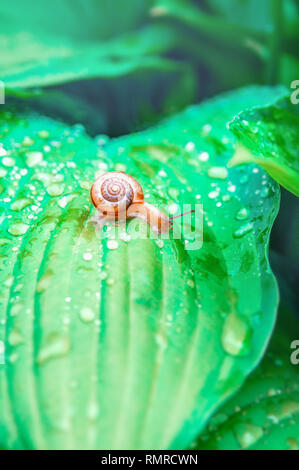 Un pequeño caracol arrastrándose sobre grandes hojas estampadas con gotas de agua en un bosque tropical en un día soleado.