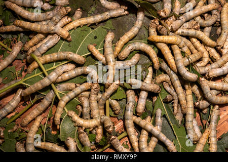 Camboya, Phnom Penh, Koh Dach, Isla de seda tejido tradicional centro, gusanos de seda en hojas de morera Foto de stock