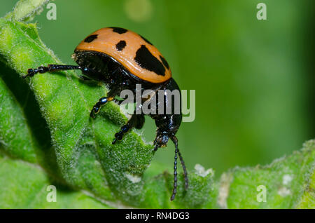 Pantano Asclepias leaf beetle, Labidomera clivicollis, en común, Asclepias Asclepias syriaca Foto de stock