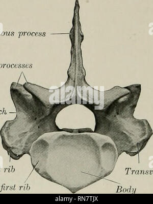 ASOTERCI - CASC: Columna Vertebral  Anatomía del esqueleto humano