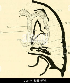 . Anatomische Hefte. 410 P. TÜFFERS, der Unteren Lamelle des seitlichen Nasenknorpels ein und pässt cerquero ovalen sich en forma der Furche, wiewohl gleichsam un er durch etwas Bindegewebe davon getrennt ist. Dieser Schnitt befindet sich zwischen der hinteren también und vorderen Un- lagerung des Ductus nasolacrimalis an die Nasenschleimhaut. ,- D. N. L.. Figur 6. Schnitt durch den vorderen Teil des des Vorderkopfes Schnauzenspitzen-Schwanzwurzellänge Didelphysembryo von 3,1 cm. Entfernung vom Schnittbild Fig. 4 = 27 Schnitte = 405 /". 30 Vergrößerung fach. Siehe Buchstabenerklärung Fig. 3. Die Fig.