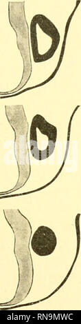 . Anatomische Hefte. 21. Fig. 7. Querschnitte durch die rechte Gehörblase von embrión A. Resp. 3., 6., 9., 12. 15. und 21. Schnitt. Blas ausser einem ganz kurzen Ductus endolymphaticus eine beginnende Differenzierung en "bolsa coclear" und "vestibulär pouch". Von dem embrión Tabelle 11 bemerkt Broman von der Gehörblase, dass die Bläschen eiförmig sind und mit ihren Längsachsen dorso-ventral liegen". Ich kann hier nur auf diese Erscheinimg hinweisen, es würde bemerkenswert sein, dass sich eine beginnende Diffe-. Por favor tenga en cuenta que estas imágenes son extraídas de la imagen de la página escaneada