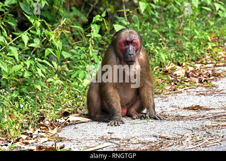 Un tocón masculinos solitarios-cola macaco (Macaca arctoides) sentado al lado del camino en Tailandia occidental Foto de stock