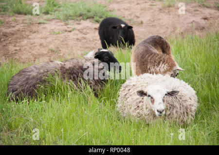 Cuatro ovejas descansando sobre la hierba verde en la primavera.