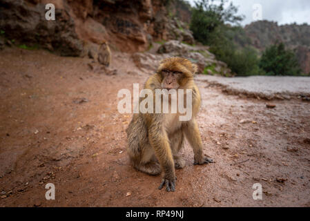 Mono Macaco Barbary sentado en el suelo en el gran Atlas de los bosques de montaña con hojas verdes en el fondo de las cascadas de Ouzoud, Marruecos Foto de stock