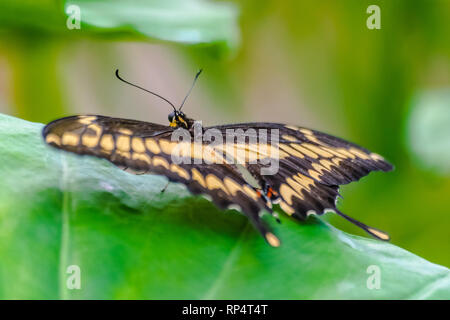 Papilio thoas, el rey especie de mariposa, descansando sobre una hoja verde con verde vegetación antecedentes Foto de stock