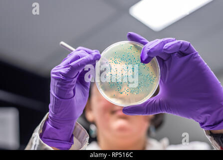 Mujer científica / microbiólogo examinar la placa de cultivo bacteriano