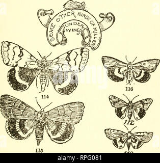 3 libros de niños para dibujar – Escarabajos, Bichos y Mariposas