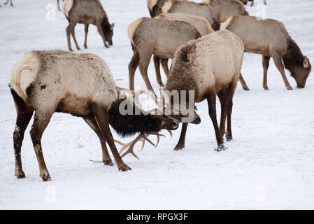 Las escenas de la vida salvaje de Yellowstone y Jackson Hole, Wyoming en invierno Foto de stock