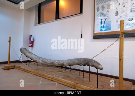 Colmillo de Elephas (Palaeoloxodon Antiquus), Museo Prehistórico de Pofi, Lacio, Italia Foto de stock