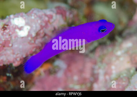 amanecer dottyback