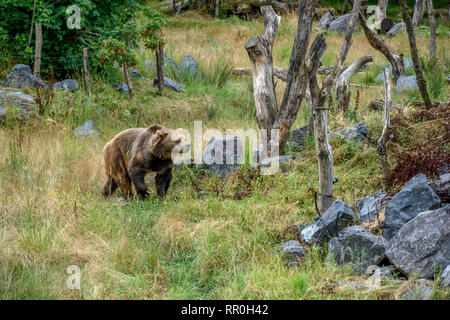 Zoología / animales, mamíferos (Mammalia), oso pardo europeo o euroasiático de oso pardo (Ursus arctos arctos), Additional-Rights-Clearance-Info-Not-Available Foto de stock