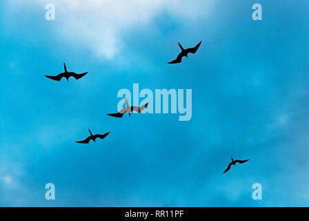 Un grupo de cinco magníficos pájaros fragata magnificens (frigata) volando alto contra un cielo azul, el parque nacional de las Islas Galápagos, Ecuador. Foto de stock