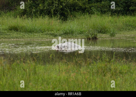 Un gran hipopótamo parcialmente sumergido en el Parque Nacional Reina Isabel, en el canal de Kazinga, Uganda Foto de stock