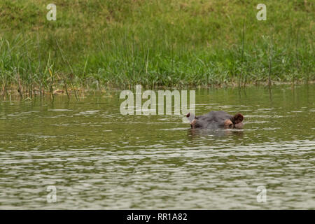 Un hipopótamo solo sumergido en el canal de Kazinga Queen Elizabeth National Park, Uganda Foto de stock