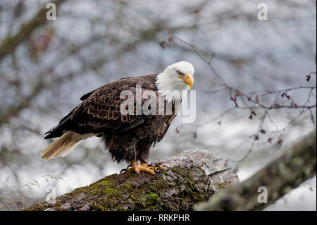 Adulto el águila calva (Haliaeetus leucocephalus) encaramado en un registro en el Alaska Chilkat Bald Eagle conservar cerca de Haines, Alaska