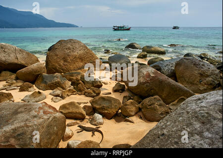 Pequeña varan en medio de la roca de la playa de la isla de Tioman Panuba, Malasia Foto de stock