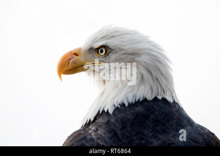 El águila calva (Haliaeetus leucocephalus) retrato, Alaska Chilkat Bald Eagle preservar, Haines, Alaska Foto de stock