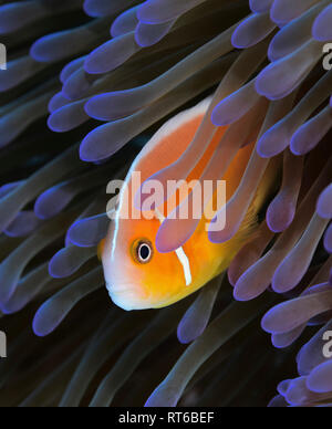Rosa anemonefish (Amphiprion perideraion), Yap, Micronesia. Foto de stock