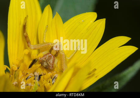 El cangrejo araña, Mecaphesa sp., escondiéndose en Maximiliano Girasol Helianthus maximiliani Foto de stock
