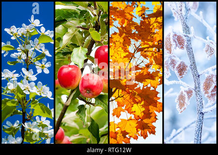 Collage de cuatro imágenes que representan cada Estación: primavera, verano, otoño e invierno. Foto de stock