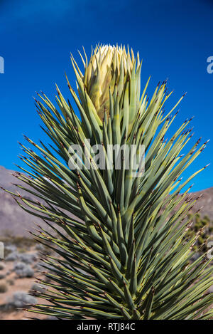 Josué los árboles en flor y La Cholla Cactus.