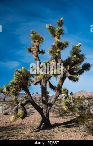 Josué los árboles en flor y La Cholla Cactus.