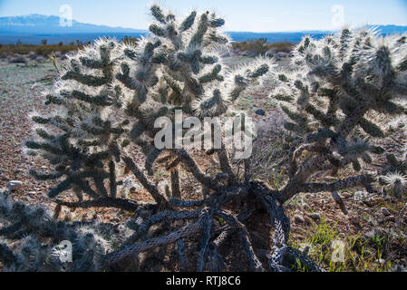 Josué los árboles en flor y La Cholla Cactus.