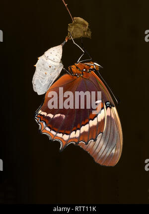 Página de punta oxidada Butterfly (Siproeta epaphus) adulto emergiendo de la pupa, Turrialba, Costa Rica, Octubre Foto de stock