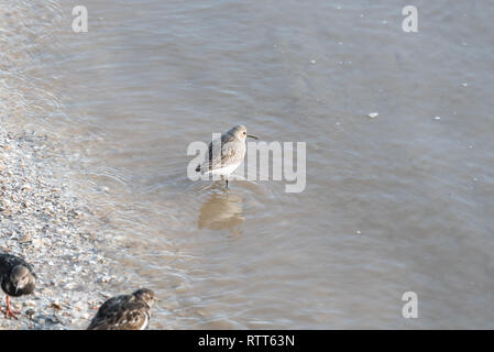 Sanderling parado en agua Foto de stock