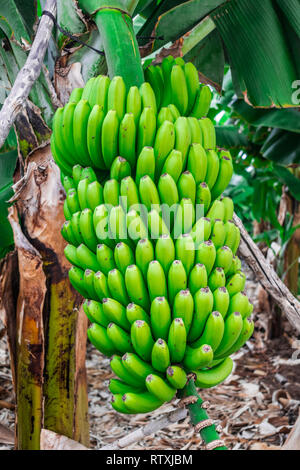 Plátano verde que crece en la planta, islas Canarias, España Foto de stock