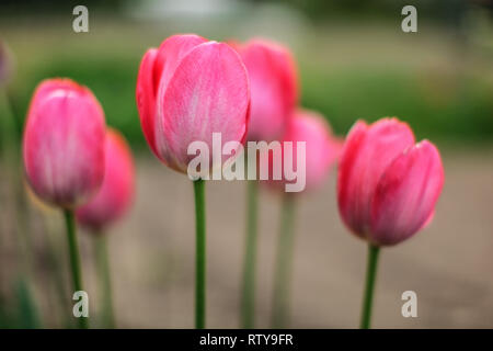 Profundidad de campo foto, sólo un pétalo en foco, jóvenes tulipanes rosa flores. Resumen Antecedentes florido de primavera.