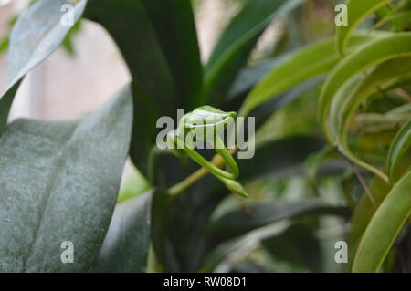 Orquídea de Darwin (Angraecum sesquipedale) en flor en su hábitat nativo.  Madagascar, África Fotografía de stock - Alamy