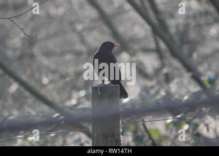 Blackbird Eurasian, también conocido como Blackbird común, Blackbird, en una perca en Gran Bretaña en un día de invierno, Reino Unido