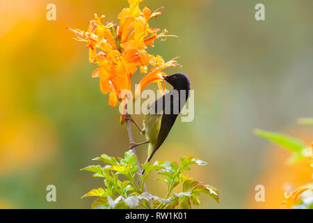 Black Throated sunbird, Aethopyga saturata, Sattal, Nainital, Uttarakhand, India. Foto de stock