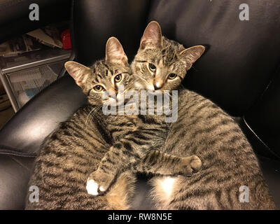 Atigrado gris dos gatitos caricias juntos en una silla de cuero negro.