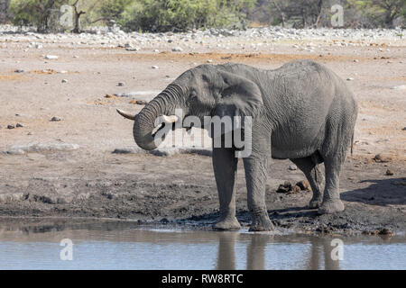 Elefante africano (Loxodonta africana)