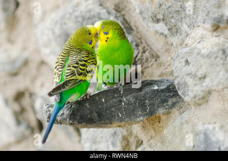 Zwei Kanarienvögel un einer Steinmauer Foto de stock