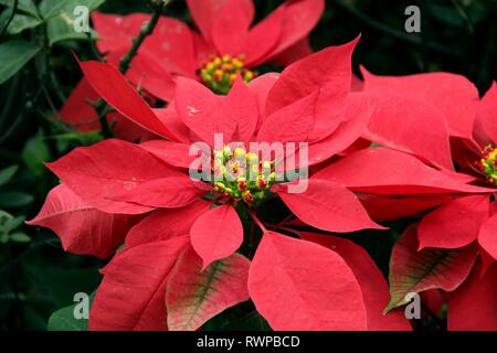 Flor mexicana Navidad Nochebuena (Euphorbia pulcherrima Fotografía de stock  - Alamy