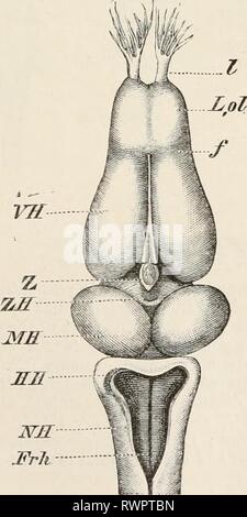 Elementos de la anatomía comparada de los elementos de la anatomía comparada de vertebrados elementsofcompar00wied Año: 1886 FIG. 117.-CEREBRO DE Salamandra maculosa. (A, B, dorsal, ventral vista.) VH, los hemisferios cerebrales, marcados por un surco (F) de los lóbulos olfativos (lol); ZH, thalamencephalon, con la glándula pineal (Z) y el ingrowth del plexo coroideo en la cara dorsal, el infundíbulo (/??/), y el cuerpo pituitario (H) ; ME, Lóbulos ópticos ; HH, cerebelo, bulbo raquídeo NH ; ; Frh, cuarto ventrículo ; R ; /, médula espinal, nervio olfativo; //, nervio óptico, con su chiasma ; Hola, OC Foto de stock