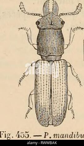 Encyclopédie d'histoire naturelle; ou, traité EncyclopÃ©die d'histoire naturelle; ou, traitÃ© complet de cette ciencia d'aprÃ¨s les Travaux des naturalistes les plus Ã©minents de tous les pays et de toutes les Ã©poques: Buffon, Daubenton, LacÃ©Pí¨de Cuvier, G., F. Cuvier, Geoffroy Saint-Hilaire, Latreille, De Jussieu, Brongniart, etc encyclopdiedhi15chen Año: [186-?-187-?] 274 Histoire naturelle. S''' del género. Â TROGOSITE. TROGOSITA. Olivier, 1790 de l'Entomologie EncyclopÃ©die mÃ©iliodiqne. Tp(i)'jti), je raclo; cito;, blÃ©. Fig. 454. Â T. llauri tanica. Antennes plus que le corselet courtes,