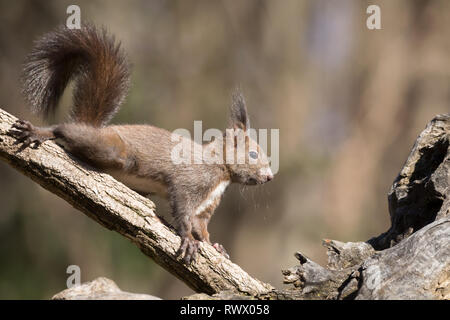 Bello retrato de Europa en los bosques de ardilla (Sciurus vulgaris)