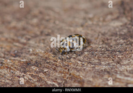 Variados Anthrenus verbasci alfombras (escarabajos), Dermestidae. Sussex, UK Foto de stock