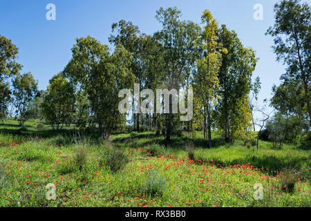 Anémona roja rodeada de árboles de eucalipto y hierbas silvestres en el bosque rehama en el Negev en Israel Foto de stock