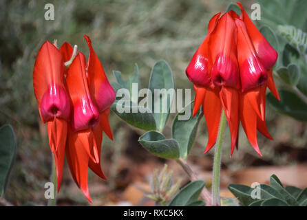 Nativa de Australia Sturts Desert Pea flores, Swainsona formosa, la familia Fabaceae. Emblema floral de Australia del Sur. Rosa y Rojo Naranja Variedad.