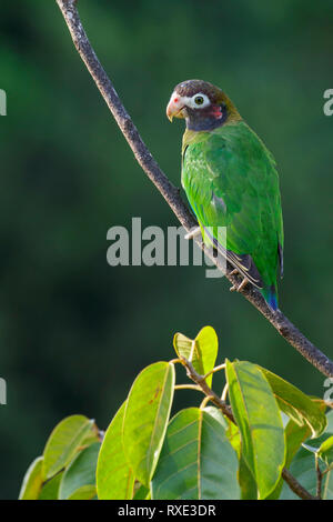 Brown-hooded Parrot (Pyrilia haematotis) posado en una rama en Costa Rica.