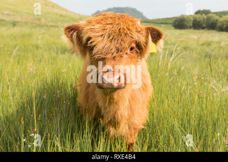 Highland Vaca ternero en el campo en Escocia, Reino Unido